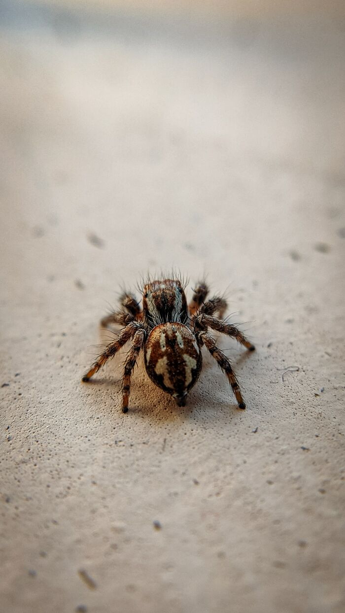 Tarantulas can swim.