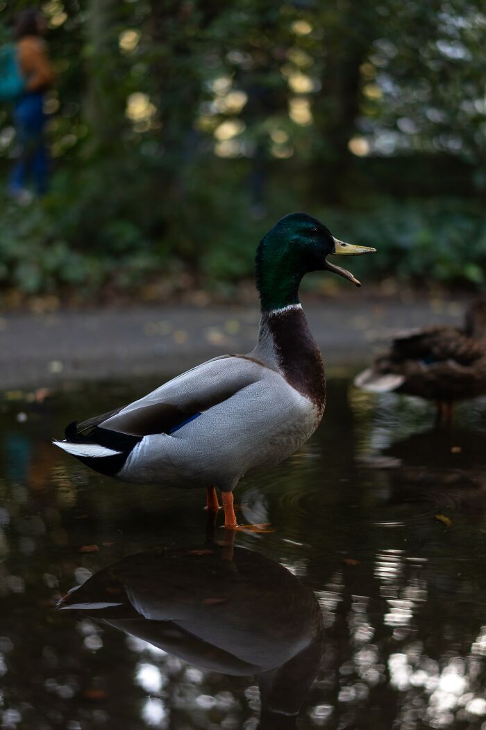 Ducks become cannibals due to boredom , of all reasons. They can only be stopped by cutting off their "mouths"!