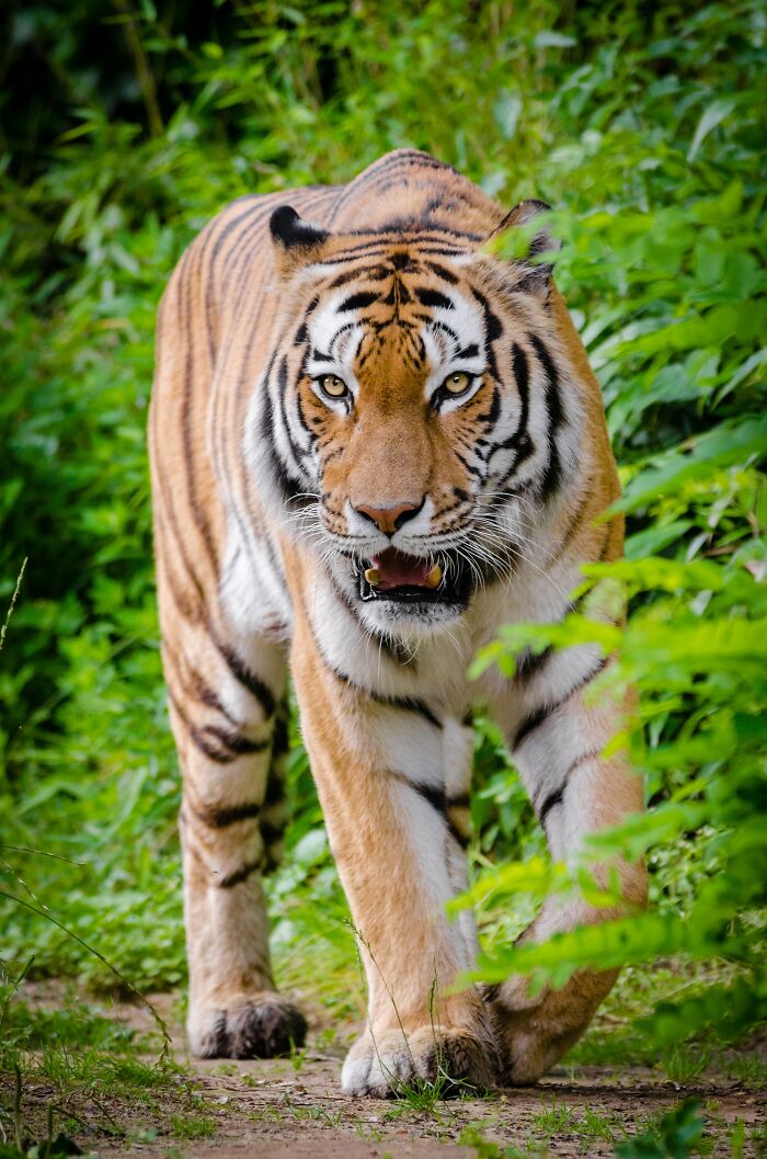 A single tiger has killed over 436 people in India.