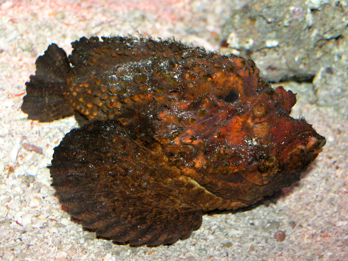 The stonefish, an incredibly venomous fish living in tropical waters mostly off the coast of Australia and parts of US, can cause pain that only escalates with time. Eventually the pain will subside but even after the barb is removed, patients have reported increasing pain 12+ hours later. Without antivenim or denaturing the venom with excessive heat, the pain builds and builds until the patients request euthanasia. Its spines hold the venom, hidden in its dorsal fins.
Aboriginals living around the Great Barrier reef have "corroborees," large gatherings, and will during these gatherings hold reenactments of people being stung by this monster (for what I assume is either amusement, learning, or both).