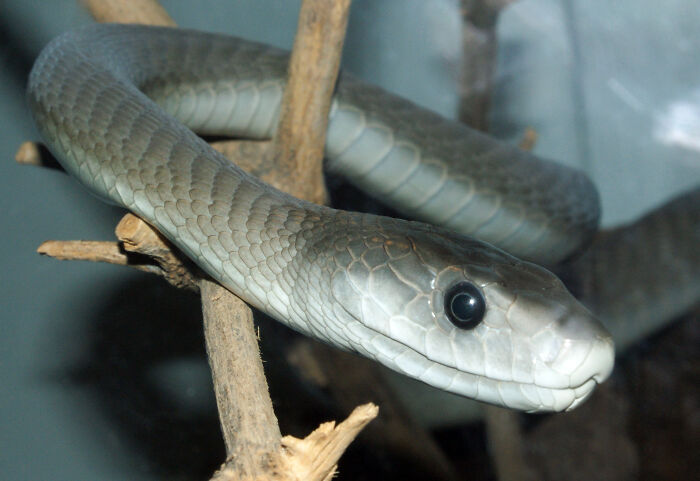 A black mamba is the fastest snake which can slither at a speed of 12.5 miles an hour (20km/hr). They have neurotoxins which are fast acting. The venom shuts down the nervous system and paralyses the victim. Its venom is able to kill 10 people and it repeatedly bites. To add onto this, there is an almost 100% kill rate and can kill in 20 minutes.