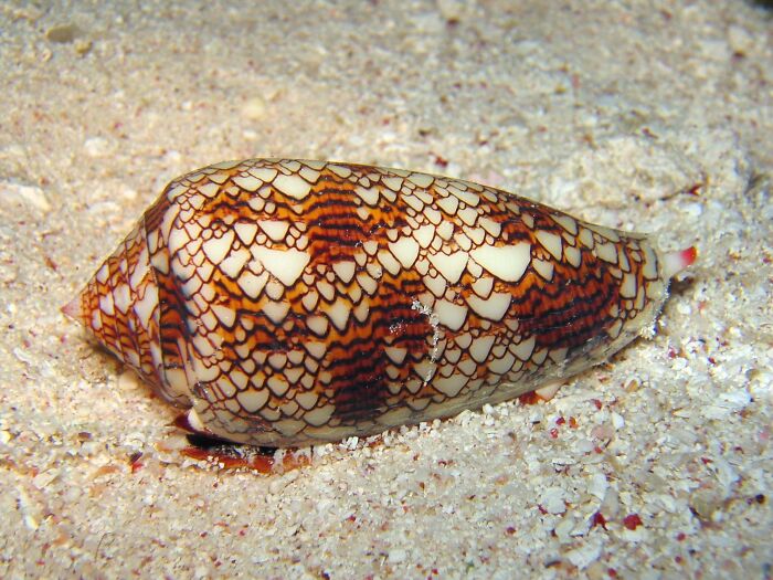 After getting stung by a cone snail, you don’t feel the sting for a little bit. There is no antivenin and it can be lethal. Treatment is basically keeping the victim alive until the venom wears off.