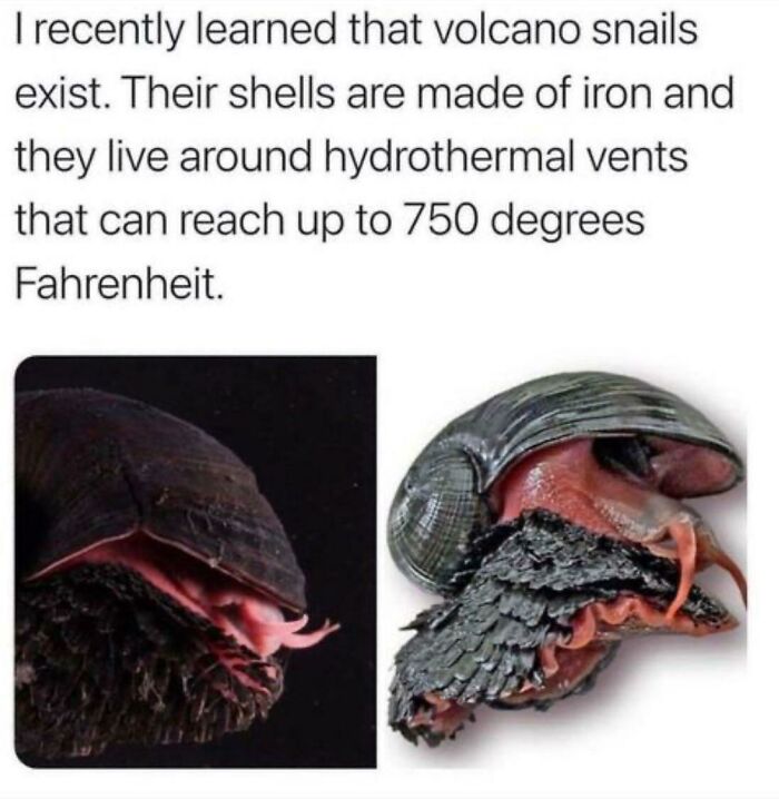 volcano snails - I recently learned that volcano snails exist. Their shells are made of iron and they live around hydrothermal vents that can reach up to 750 degrees Fahrenheit.