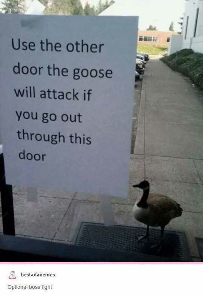 goose memes - Use the other door the goose will attack if you go out through this door bestofmemes Optional boss fight