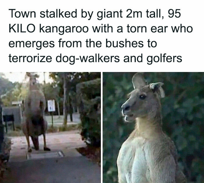 town stalked by kangaroo - Town stalked by giant 2m tall, 95 Kilo kangaroo with a torn ear who emerges from the bushes to terrorize dogwalkers and golfers