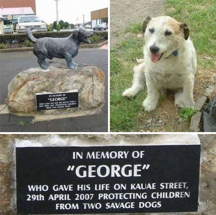 jack russell george - Amor Of "George On Laisin Foto Cm To Banana In Memory Of "George" Who Gave His Life On Kauae Street, 29th Protecting Children From Two Savage Dogs