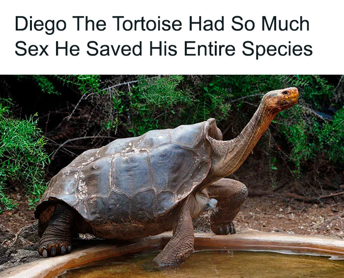 galapagos tortoise diego - Diego The Tortoise Had So Much Sex He Saved His Entire Species