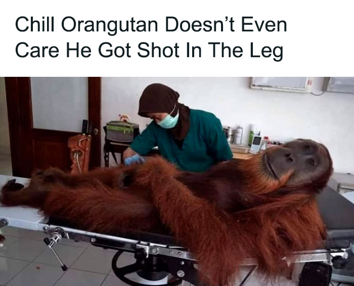 chill ass orangutan - Chill Orangutan Doesn't Even Care He Got Shot In The Leg