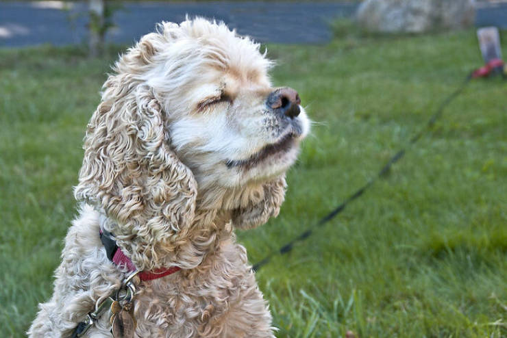 "Dogs smell 1000 times more accurately than humans. So stop being surprised when the drug sniffing dog finds your weed stash at the airport."