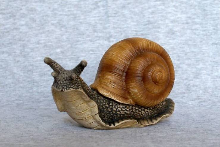 "A snail can sleep for three years."