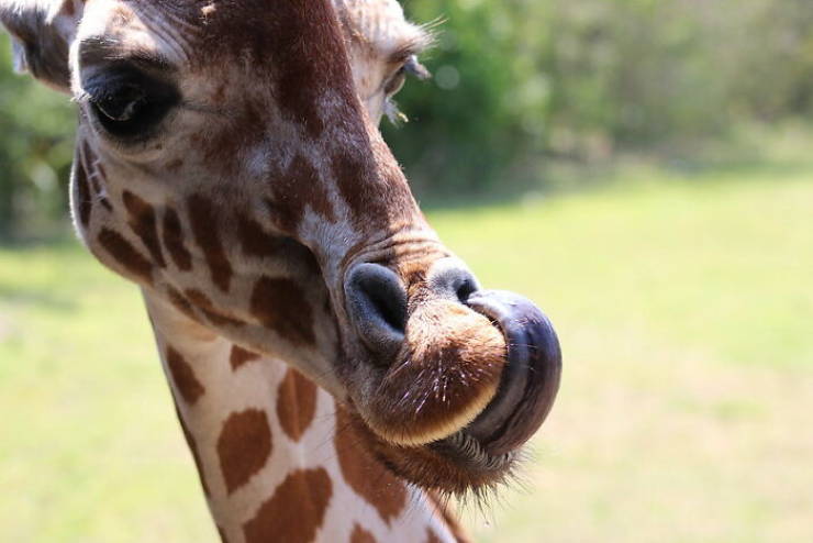 "A giraffe can clean its ears with its 21 inch tongue."