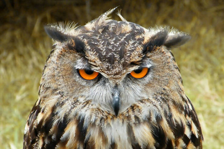 "Owls can't move their eyeballs."