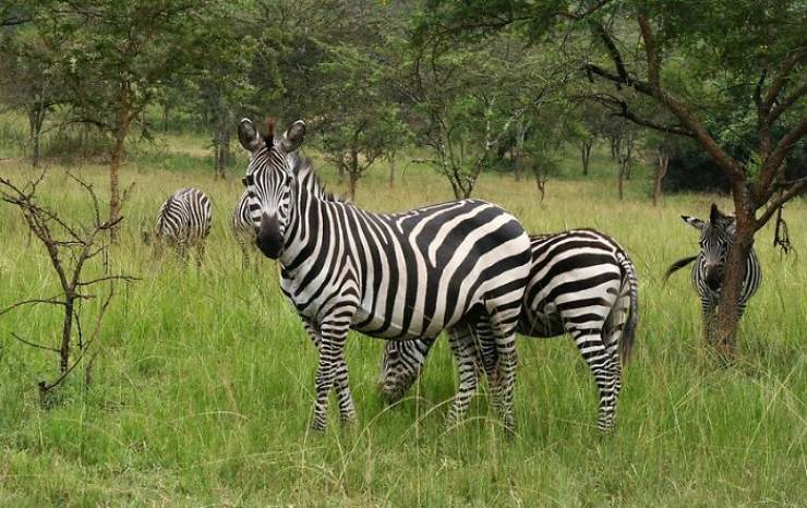 "Zebras are actually black with white stripes."