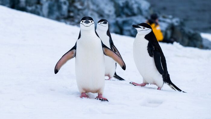 fascinating facts  - penguin walk