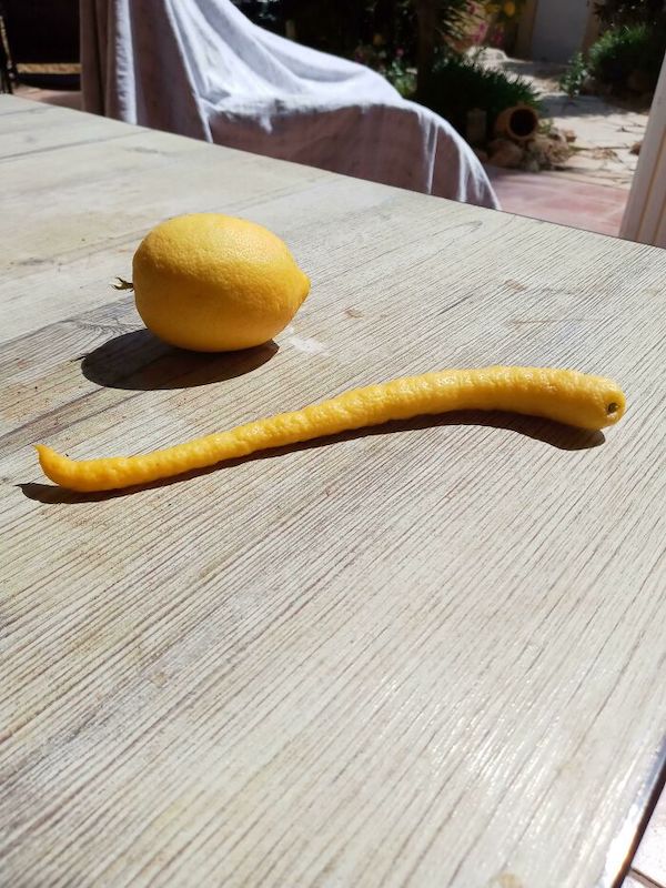 This weird lemon that grew on our lemon tree.