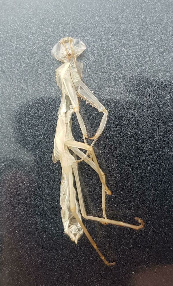 This praying mantis exoskeleton I found stuck to the side of my car.