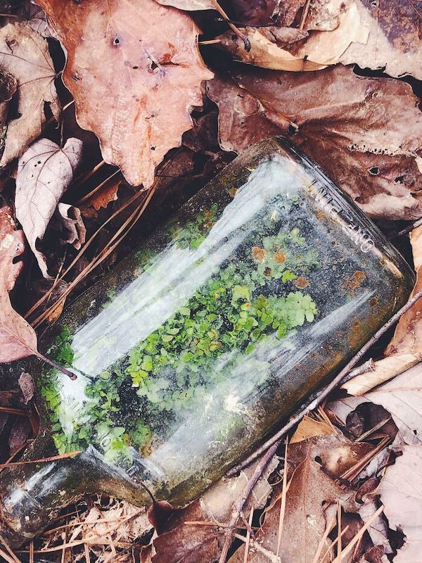 I found an old whiskey jar with a fern growing in it on a walk out in the woods today.