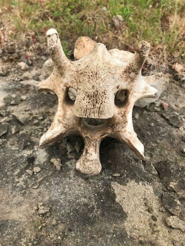 This bone I found on a walk.