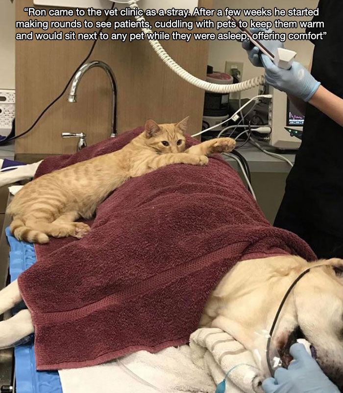 wholesome pics - "Ron came to the vet clinic as a stray. After a few weeks he started making rounds to see patients, cuddling with pets to keep them warm and would sit next to any pet while they were asleep, offering comfort" wanacco Ihm