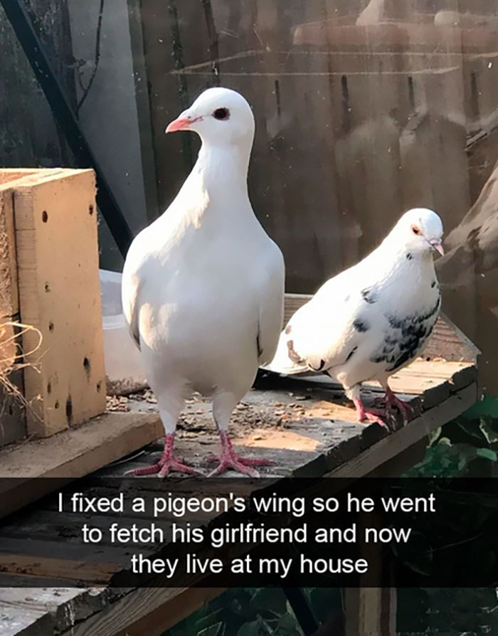 wholesome pics - fixed a pigeon's wing - I fixed a pigeon's wing so he went to fetch his girlfriend and now they live at my house