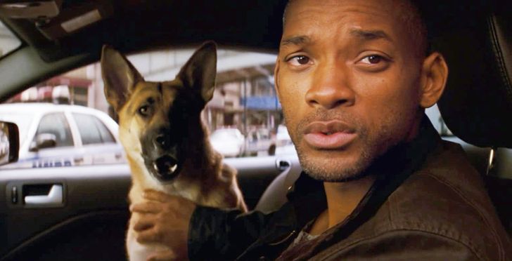 The dog who appeared in I Am Legend was found in a shelter by the animal trainer. It had a perfect appearance but wasn’t trained. The trainer had several weeks to teach her to perform necessary commands.