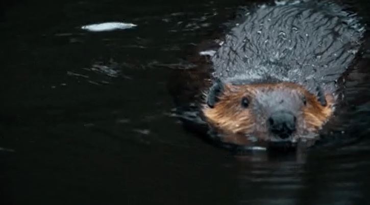 Beaver anal glands secrete goo that’s used to make vanilla flavoring.