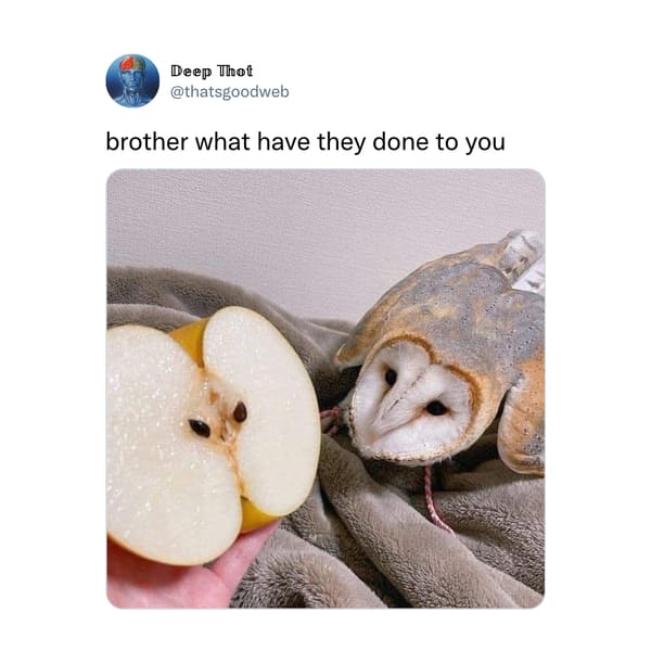 Funny Tweets  - fauna - Deep Thot brother what have they done to you