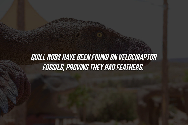 interesting facts - cartel rock in rio 2012 - Quill Nobs Have Been Found On Velociraptor Fossils, Proving They Had Feathers.