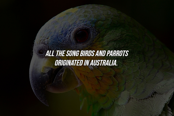 interesting facts - beak - All The Song Birds And Parrots Originated In Australia.