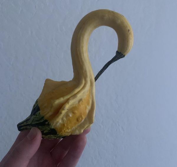 This gourd looks like a swan.