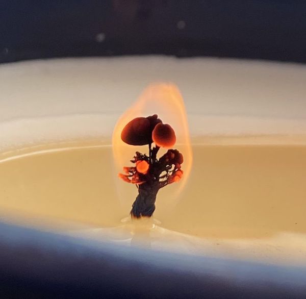 The wick of my candle looks like a mushroom or a tree.