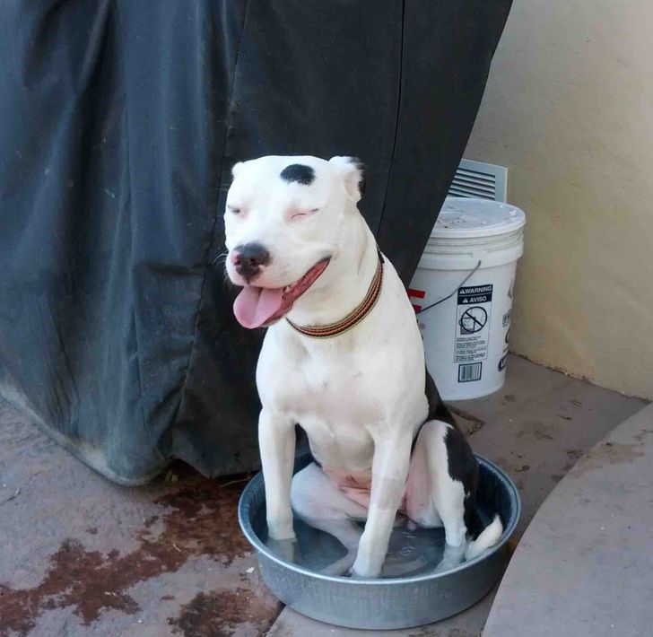 “Our dog is still learning how to use the water bowl correctly.”