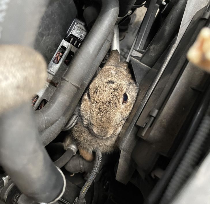 “Just saved this little guy. I had to remove the front end of the vehicle to do it.”