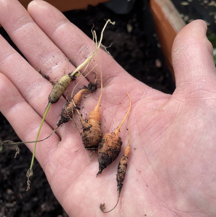 “First time trying to grow carrots from seeds. 6 months later...”