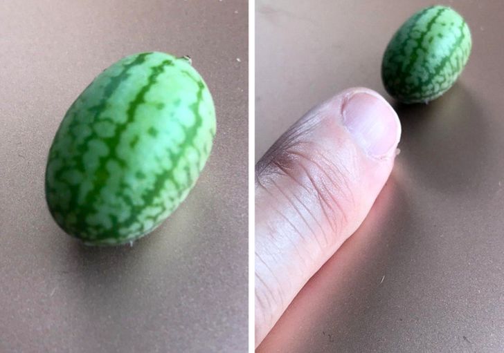 “Is it a watermelon for ants?”