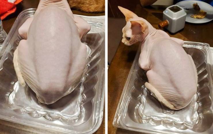 confusing photos - rotisserie chicken cat