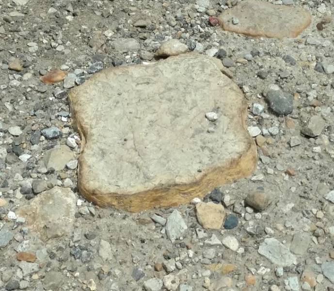 “Was walking down a local trail and tripped over some forbidden toast.”