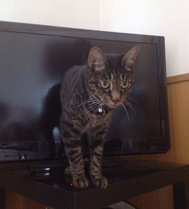 “This angle makes it look like my cat is coming out of the TV.”