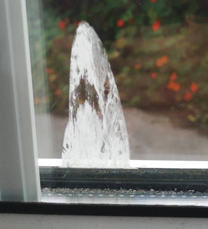 “The bird mess on my window looks like a shark.”