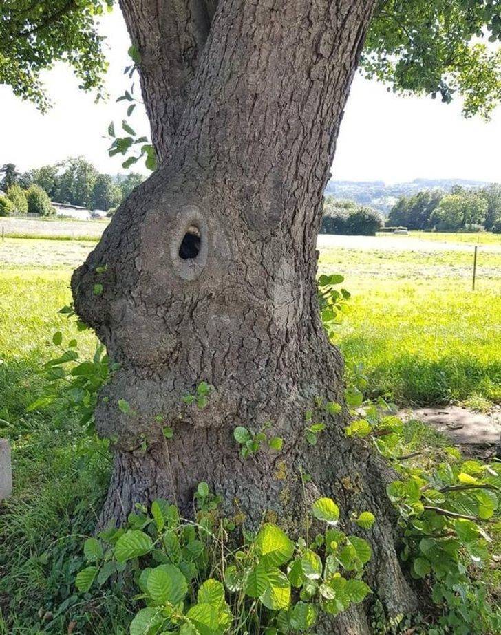 confusing photos - bunny tree