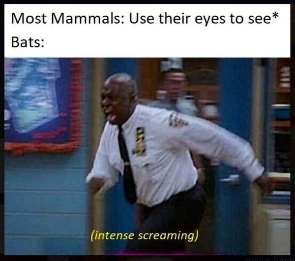 relatable memes  - funny my hero academia meme - Most Mammals Use their eyes to see Bats intense screaming