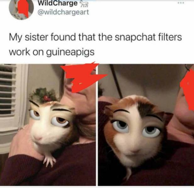 snapchat filter on guinea pig meme - WildCharge My sister found that the snapchat filters work on guineapigs