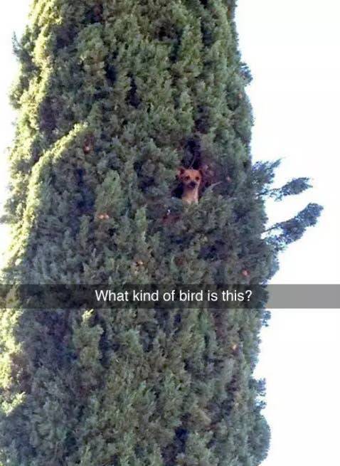 dog in tree meme - What kind of bird is this?