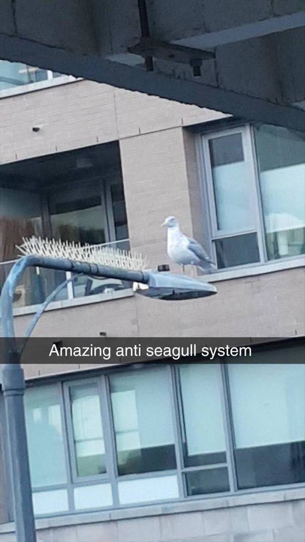 architecture - Amazing anti seagull system
