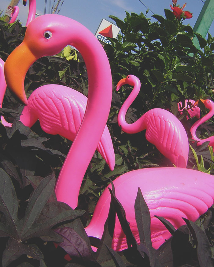 pink flamingos - No Citgo