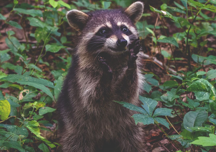 raccoon clapping