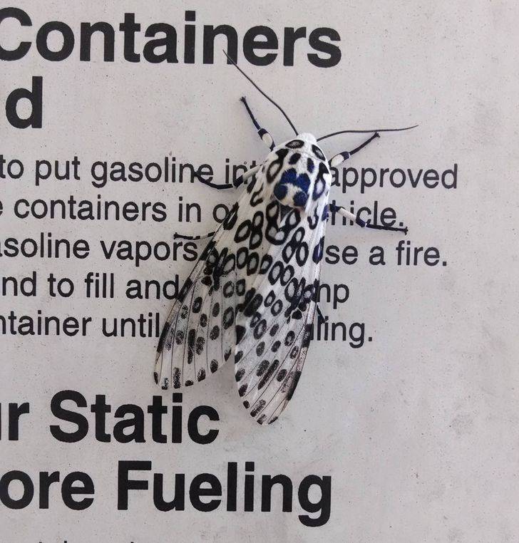 “This moth picked the perfect urban camouflage.”