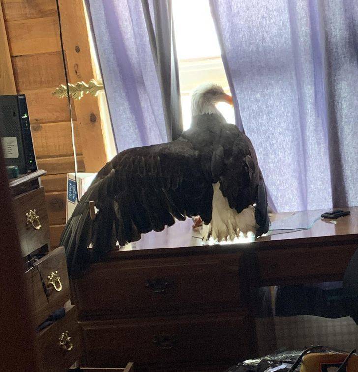 fascinating photos - eagle in my window - 2 ilm