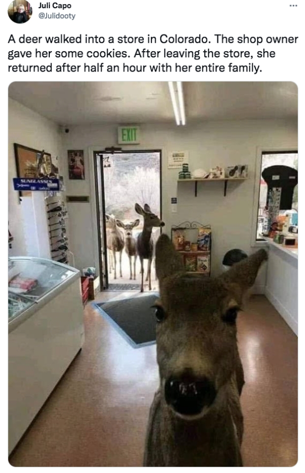 Juli Capo A deer walked into a store in Colorado. The shop owner gave her some cookies. After leaving the store, she returned after half an hour with her entire family. Exit Senelasses