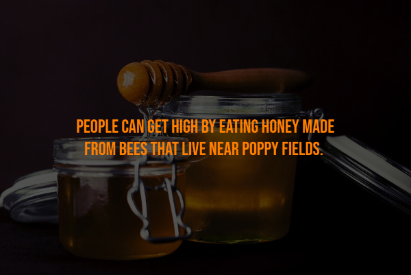People Can Get High By Eating Honey Made From Bees That Live Near Poppy Fields.
